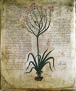 10288777
&copy; Science Museum
Asphodel. An illustration from the Dioscori