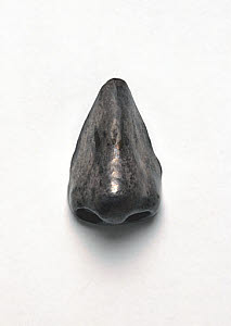 10289179
&copy; Science Museum
Artificial nose, 17th-18th century.
