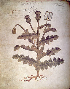 10288790
&copy; Science Museum
Opium poppy, 6th century.