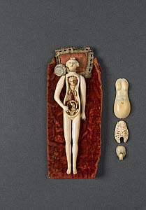 10546458
&copy; Science Museum
Ivory anatomical figure. Possibly French, 18th or 19th century.