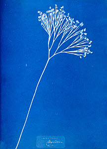 10310382
&copy; National Media Museum
Cyanotype of British fern, 1853.