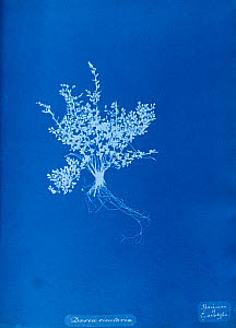 10310405
&copy; National Media Museum
Cyanotype of British fern, 1853.
