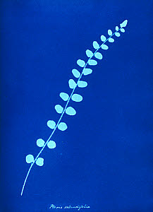 10310417
&copy; National Media Museum
Cyanotype of British fern, 1853.
