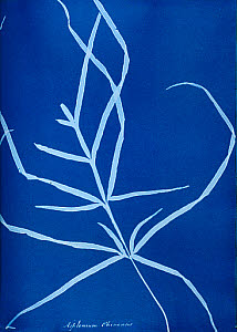 10310419
&copy; National Media Museum
Cyanotype of British fern, 1853.