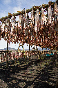 10618760
Reykjanes, Iceland, July 2011