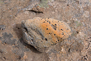 10618765
Rock in Highlands of Iceland, July 2011