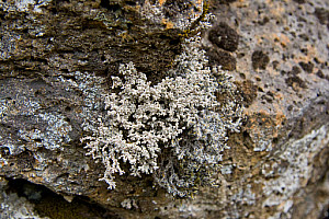 10618769
Lichens in Pingvellir, Iceland, July 2011