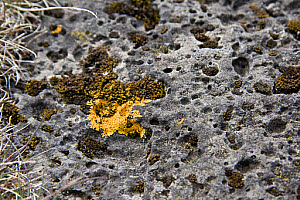 10618782
Icelandic flora, June 2011