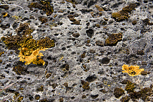 10618783
Icelandic flora, June 2011