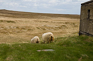 10618790
Snaefellsjokull National Park, Iceland, June 2014