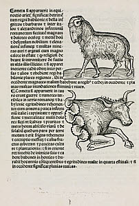 10436804
&copy; Science Museum Library
Aries the ram and Taurus the bull, 1489.