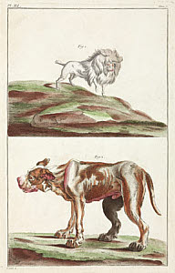 10425305
&copy; Science Museum Library
Dogs, 1775-1781.