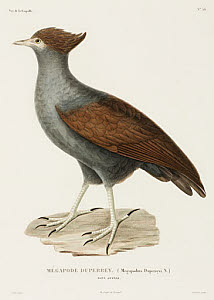 10425406
&copy; Science Museum Library
Duperrey�s megapode, New Guinea, 1822-1825.