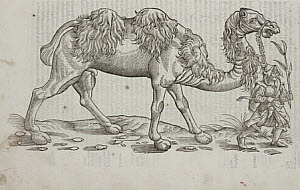 10425317
&copy; Science Museum Library
The Camel, 1607.
