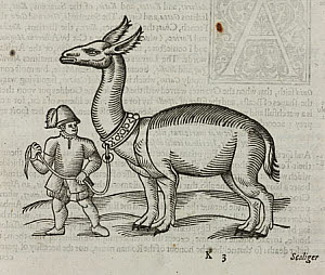 10425318
&copy; Science Museum Library
The �Allocamelus�, 1607.