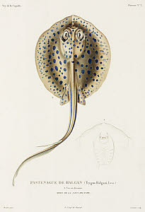 10425419
&copy; Science Museum Library
Stingray, New Ireland, (Papua New Guinea), 1822-1825.