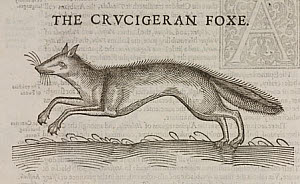 10425321
&copy; Science Museum Library
�The Crucigeran Foxe�, 1607.