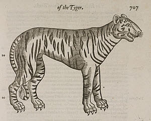 10425325
&copy; Science Museum Library
The Tiger, 1607.