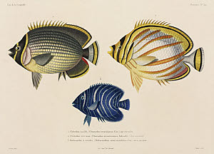 10425428
&copy; Science Museum Library
Mailed and ornate butterflyfish, and angelfish, South Pacific, 1822-1825.