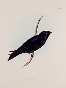 10425529
&copy; Science Museum Library
Swallow or martin, South America, c 1832-1836.