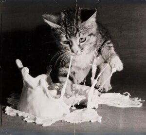 10461333
&copy; NMeM Daily Herald Archive
Kitten landing in a saucer of milk, 1953.