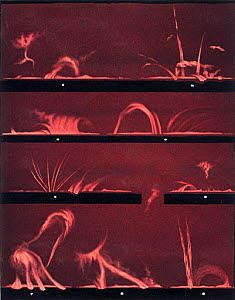 10196547
&copy; Science Museum
Solar prominences, Plate 10, 1872.