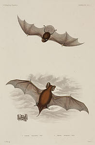 10436247
&copy; Science Museum Library
Two types of bat, 1838-1842.