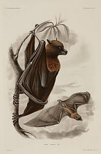 10436248
&copy; Science Museum Library
Samoan flying fox, 1838-1842.