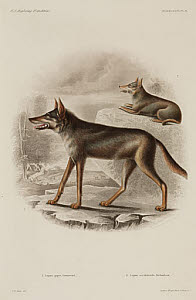 10436249
&copy; Science Museum Library
Two wolves, North America, 1838-1842.