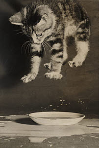 10461349
&copy; NMeM Daily Herald Archive
Kitten jumping into a saucer of milk, 1953.