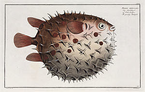 10425250
&copy; Science Museum Library
�The prickly Bottlefish�, (Birdbeak burrfish), 1785-1788.