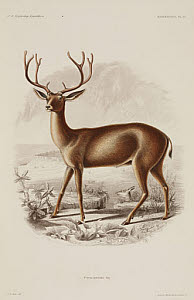 10436252
&copy; Science Museum Library
Stag mule deer, North America, 1838-1842.