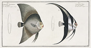 10425253
&copy; Science Museum Library
Orbiculate and Teira batfish, 1785-1788.