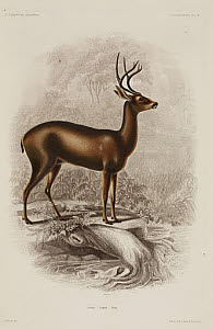 10436253
&copy; Science Museum Library
Deer, North America, 1838-1842.