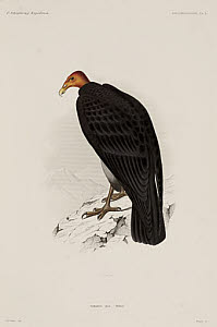 10436254
&copy; Science Museum Library
Turkey vulture, Chile, 1838-1842.