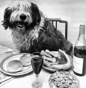 10466956
&copy; Manchester Daily Express
The richest old English sheepdog in the world, February 1980.