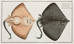 10425258
&copy; Science Museum Library
�The Sharp Nosed-Ray�, 1785-1788.