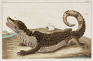 10425264
&copy; Science Museum Library
Caiman and young, Surinam, 1775-1781.