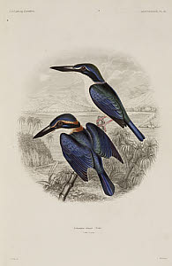10436265
&copy; Science Museum Library
Kingfishers, Fiji, 1838-1842.