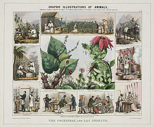 10418568
&copy; Science Museum Pictorial
�The Cochineal and Lac Insects�, c 1845.