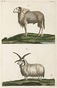 10425272
&copy; Science Museum Library
Rams, 1775-1781.