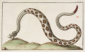 10425274
&copy; Science Museum Library
Rattlesnake, 1775-1781.