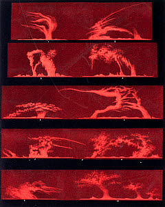 10313475
&copy; Science Museum
Solar prominences, Plate 8, 1872.
