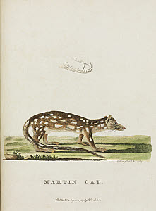 10419176
&copy; Science Museum Library
�Martin Cat�, Australia, c 1788.