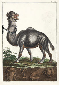 10425282
&copy; Science Museum Library
Dromedary, 1775-1781.