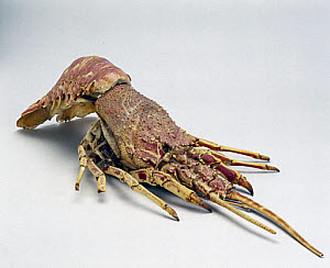 10326195
&copy; Science Museum
Lobster carapace, or upper shell, 2001.