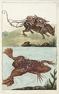 10425296
&copy; Science Museum Library
Rat and toad with young, Surinam, 1775-1781.