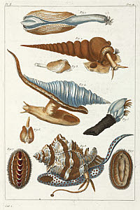 10425299
&copy; Science Museum Library
Sea creatures, 1775-1781.
