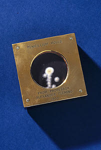 10306133
&copy; Science Museum
'Penicillium Mould from Professor Alexander Fleming, 1935�.