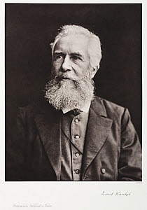 10401655
&copy; Science Museum Pictorial
Ernst Haeckel, German naturalist, c 1910.